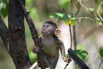 可愛いサル