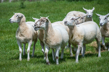 Obraz na płótnie Canvas Group of Sheep on a Small Farm
