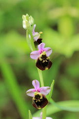 Fototapeta premium Hummel-Ragwurz