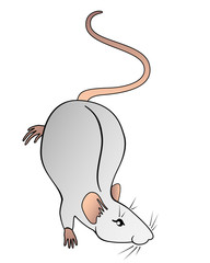 Cute decorative rat - a symbol of 2020 according to the Chinese horoscope. Chinese New Year of the Rat. The rat is a great pet. She is smart and good-natured. Rat - vector picture.