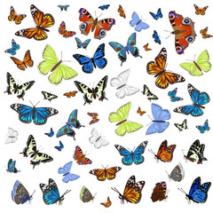 A collection of different butterflies flying and seated. Isolated on white background. Vector graphics.