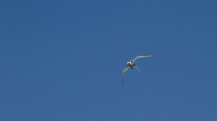 White-tailed tropicbird Phaethon lepturus bird in flight