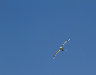 White-tailed tropicbird Phaethon lepturus bird in flight