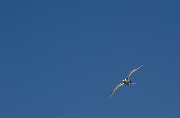 White-tailed tropicbird Phaethon lepturus bird in flight