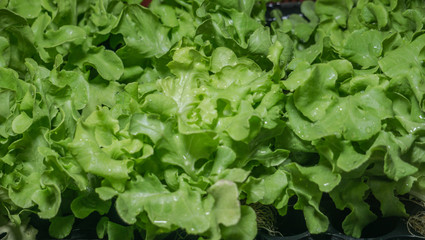 Fresh Green Oak lettuce Ready to eat in Fresh Market Concept