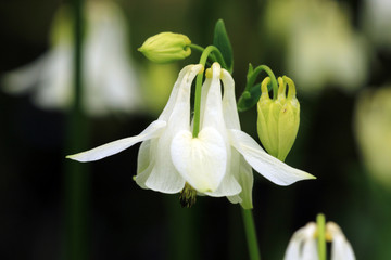 Obraz premium Akelei