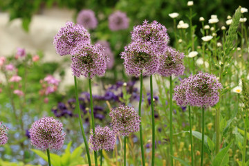 Alium