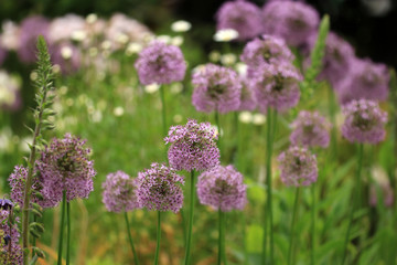 Obraz premium Alium