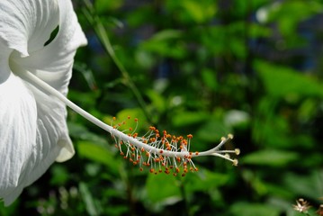 Close up, side view shot of the pistil of a white hibiscus flower, blurred background