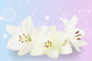 Fototapeta na wymiar White lilies on white background and buds