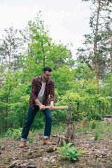 Naklejka na ściany i meble lumberjack in checkered shirt and denim jeans cutting wood with ax in forest