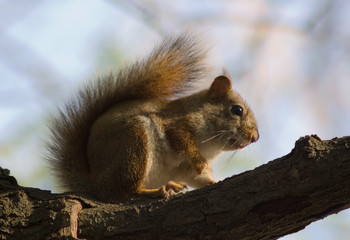 Naklejka na ściany i meble Little squirrel on tree branch at summer evening
