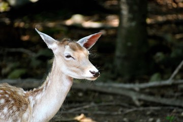deer on the moutain mornning