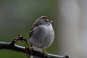 bird on branch in the park