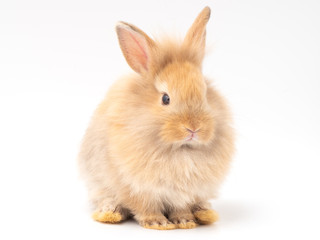 Red-brown cute baby rabbit isolated on white background. Lovely action of furry young rabbit.