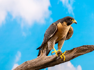 Peregrine Falcon on perch with blue sky and cloud backdrop