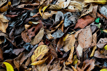  Leaves falling on the floor
