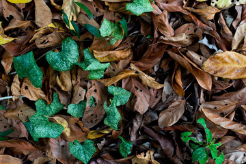  Leaves falling on the floor