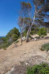 Fototapeta na wymiar Landscape rocky coast of Mallorca