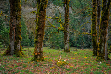 Mossy Olympic Forest, Olympic National Park