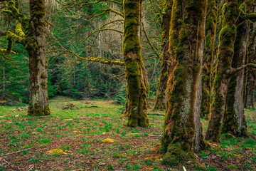 Mossy Olympic Forest, Olympic National Park