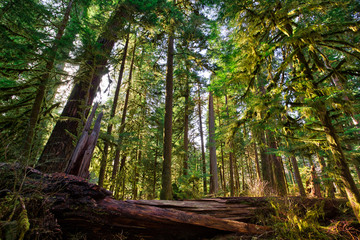 Olympic National Forest, Olympic National Park