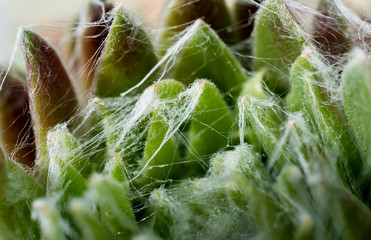 spiderweb succulent macro