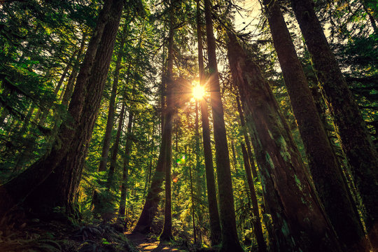 Sunrise in the Tall Trees. Olympic National Forest © Stephen