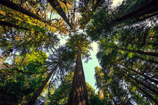 Looking up to the Trees, Olympic National Forest © Stephen
