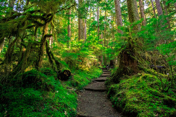 Olympic National Forest, Olympic National Park