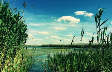 Fototapeta na wymiar green grass and blue sky, landscape Poland