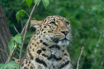 Leopard aufmerksam nach oben blickend
