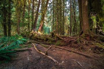 Ancient Forest, Hoh Rain Forest in Olympic National Park