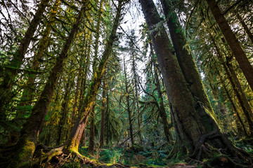 Obraz premium Ancient Forest, Hoh Rain Forest in Olympic National Park