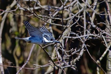 ヤマセミの飛翔シーン 