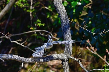 ヤマセミの飛翔シーン 