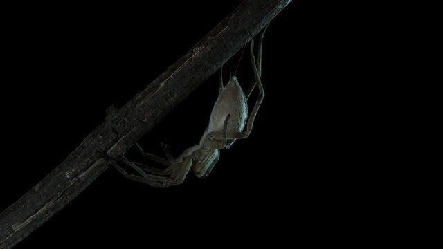 Wolfspider molting its skin 1204 14
