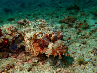 Closeup and macro shot of an aggressive Reef Scorpionfish or also known as the rockfish or stonefish during a leisure dive in Mabul Island, Semporna. Tawau, Sabah. Malaysia, Borneo.