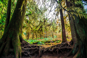 Hoh Rain Forest in Olympic National Park
