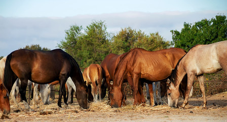 Group of horses grazing in the Donana National Park, Andalusia, Spain