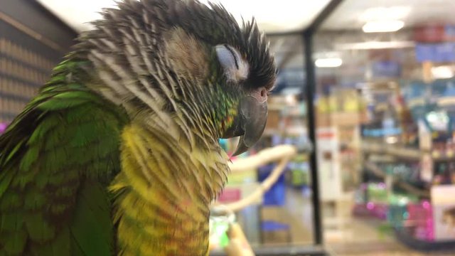 Bird sitting in store cage with eyes closed dreaming