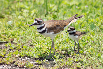 Killdeer