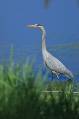 Great Blue Heron wading in blue river or lake