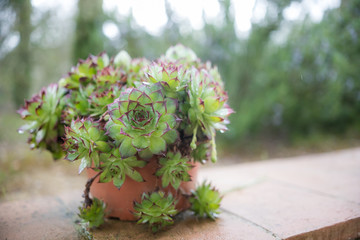 A pot with green lace flowers is on the table in the outdoor