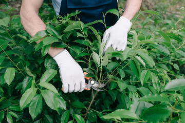 partial view of gardener in gloves pruning bush with trimmer in garden
