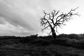 A bare tree stands in the middle of a large field - Black and White image