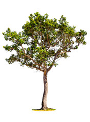 Fototapeta na wymiar Isolated tree on white background with clipping path.
