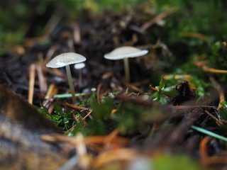 OLYMPUS DIGITAL CAMERA