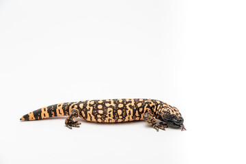 Gila Monster Heloderma suspectum isolated on white background.