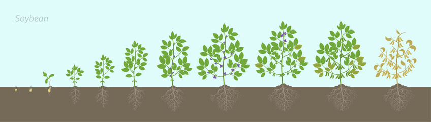 Growth stages of Soybean plant with roots In the soil. Soya bean phases set ripening period. Glycine max life cycle, animation progression.